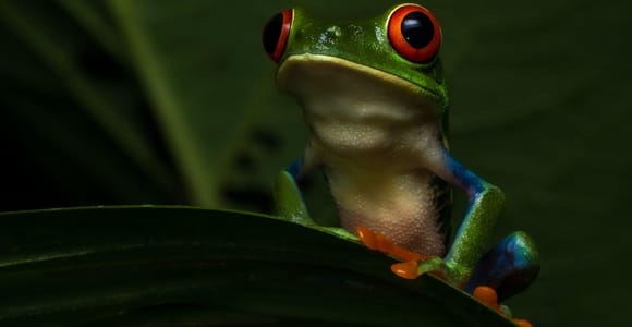 La Fortuna: Night Walk with Wildlife Spotting