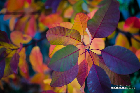 Queenstown: Half Day Private Photography Tour