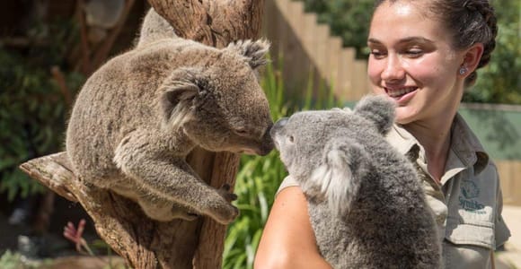 Sydney: Jervis Bay Tour mit Stränden, Koalas & Kängurus
