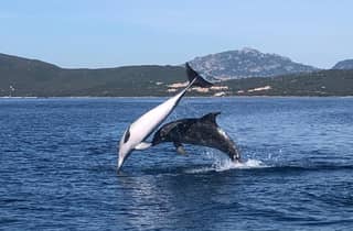 Golfo Aranci: gita in barca ecologica per l'avvistamento dei delfini