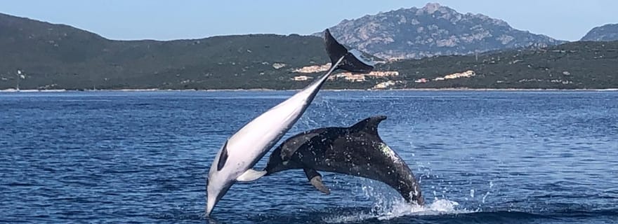 Golfo Aranci : tour en bateau pour l'observation des dauphins et la plongée en apnée