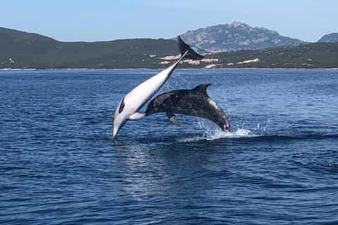 Golfo Aranci: Eco-Friendly Dolphin Watching Boat Trip