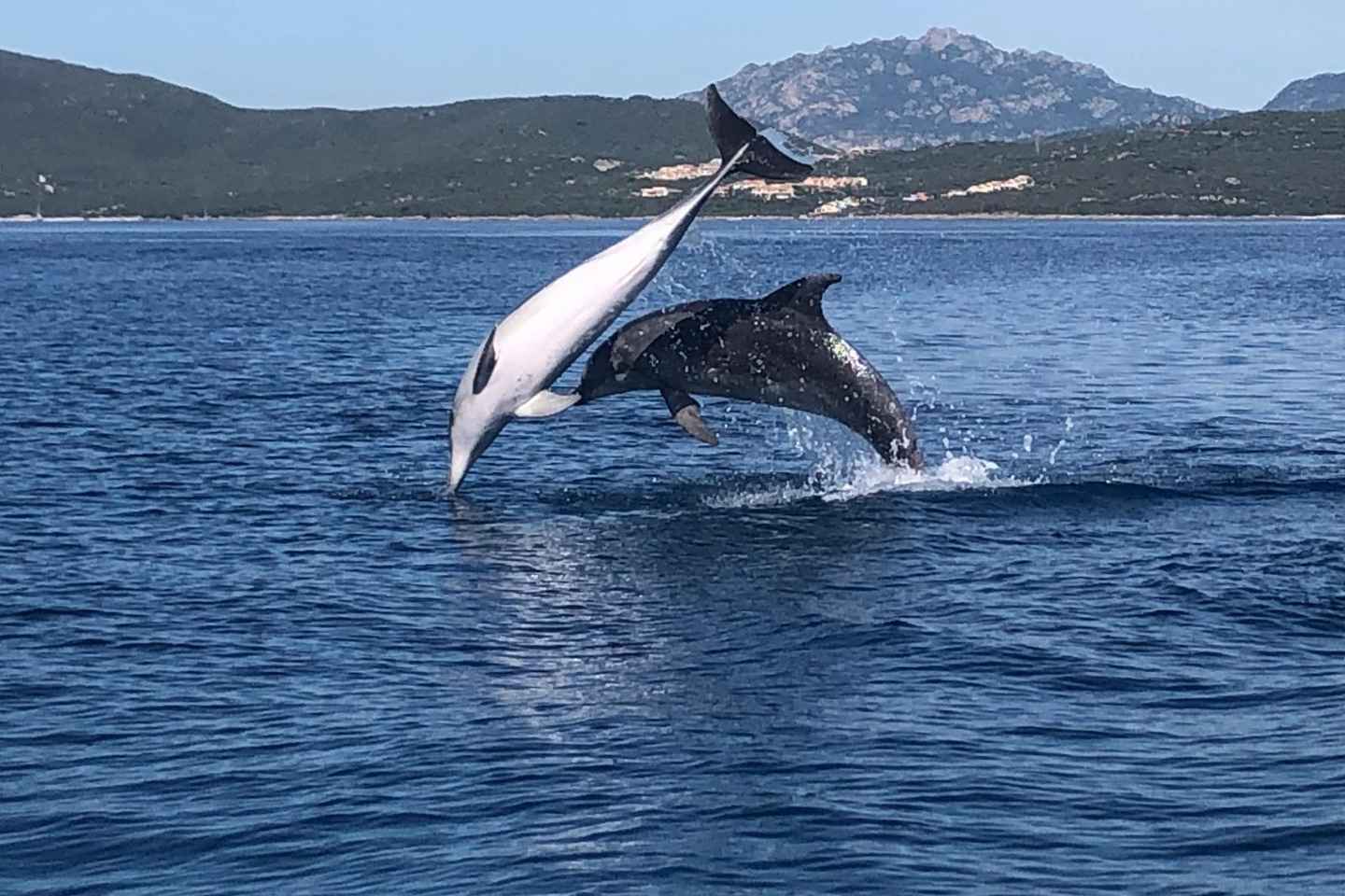 Golfo Aranci: Eco-Friendly Dolphin Watching Boat Trip