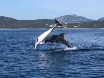 Golfo Aranci: Dolphin Watching and Snorkeling Boat Tour
