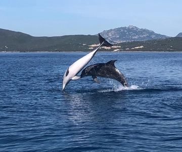 Golfo Aranci: Excursión ecológica en barco para avistar delfines