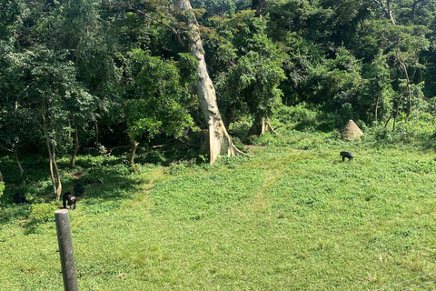 Ngamba Island Chimpanzee, Entebbe and Victoria Tour