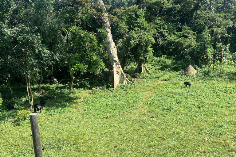 Ngamba Island Chimpanzee, Entebbe and Victoria Tour