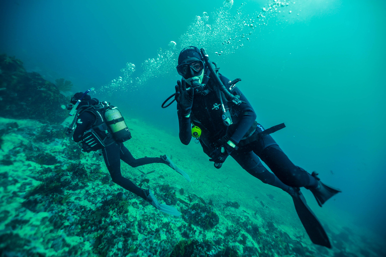 Cape Town: Discover Scuba Diving - 1 day experience