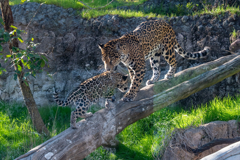 Houston Zoo Admission Ticket