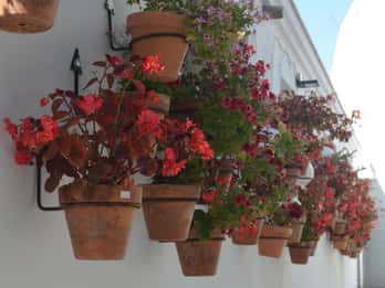 Tour por Estepona Centro