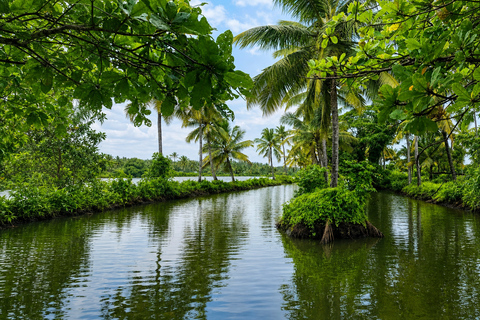 Kerala: Uncover Backwater Mangroves by Country Boat Trails