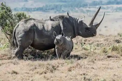 3 Days , 2 nights Safari to Olpejeta Conservancy