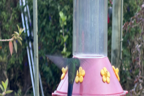 Bogotá Private Hummingbird Watching Tour with transportation