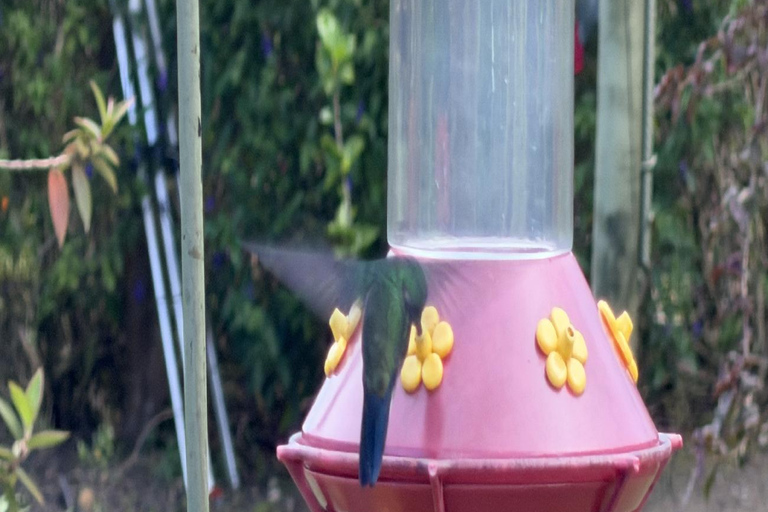 Bogotá Private Hummingbird Watching Tour with transportation