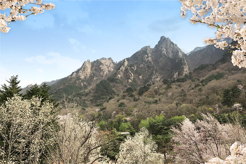 Seoul: Mt.Seorak and Cherry Blossom Lake 1 day trip Departing Myeongdong Exit 4