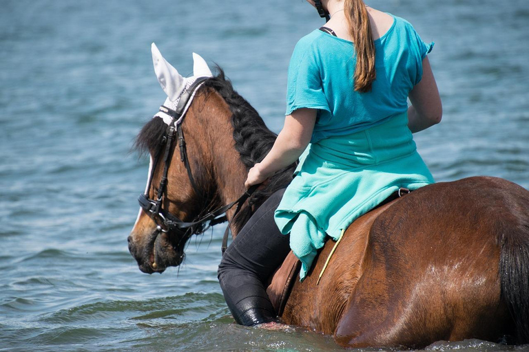 Zanzibar: Swimming with Horses and Ride in Ocean