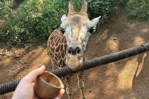 Nairobi: Giraffe Center Day Trip