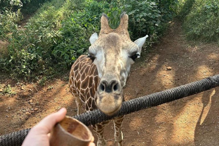 Nairobi: Giraffe Center Day Trip