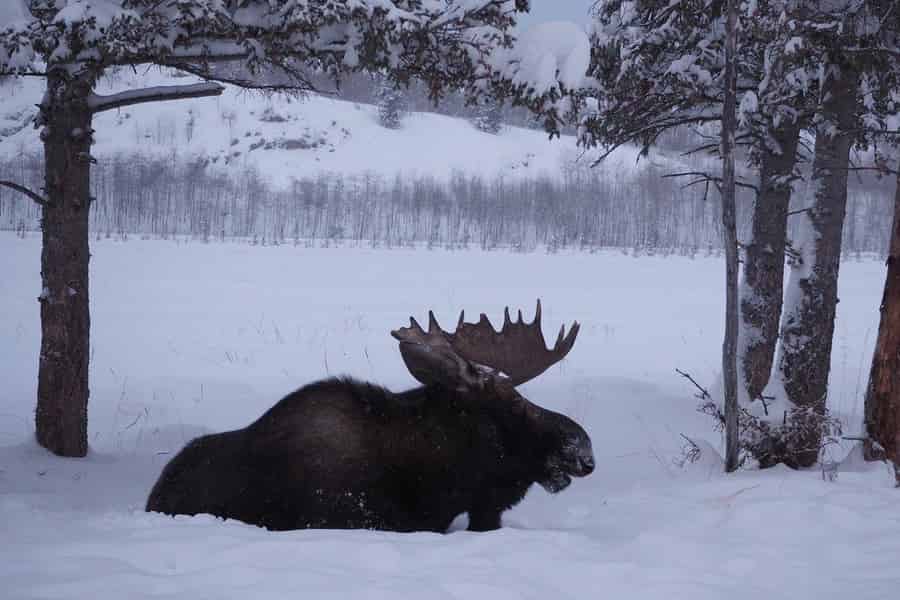 Whitehorse: Wildreservat und Thermalquellen: Tour. Foto: GetYourGuide Whitehorse: Wildreservat und Thermalquellen: Tour. Foto: GetYourGuide