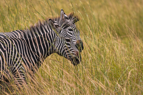 From Zanzibar: 2-Day Selous Safari with Flights & Lodge Stay 2-Day Selous Safari - Without Transfer