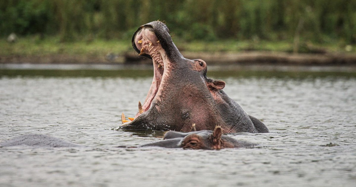 Ell S Gate With Boat Ride In Lake Naivasha Day Tour Getyourguide