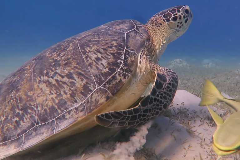 Cairo: Ain Sokhna Snorkeling cruise & optional transfer Cairo: Premium Yacht Cruise with private pickup from Cairo