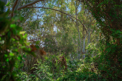 Paphos: Viagem de 1 dia a Akamas/Lagoa Azul e Banhos de Afrodite(Cópia de) Paphos: Parque Nacional de Akamas e passeio de ônibus e barco pela Lagoa Azul