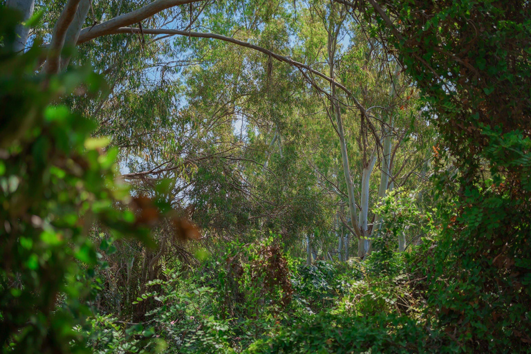 Paphos: Viagem de 1 dia a Akamas/Lagoa Azul e Banhos de Afrodite(Cópia de) Paphos: Parque Nacional de Akamas e passeio de ônibus e barco pela Lagoa Azul