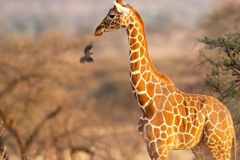 Nairobi: Giraffes, Art, and Hidden Cafés Tour with Lunch