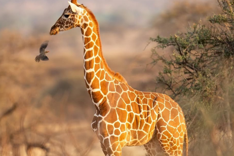 Nairobi: Giraffes, Art, and Hidden Cafés Tour with Lunch