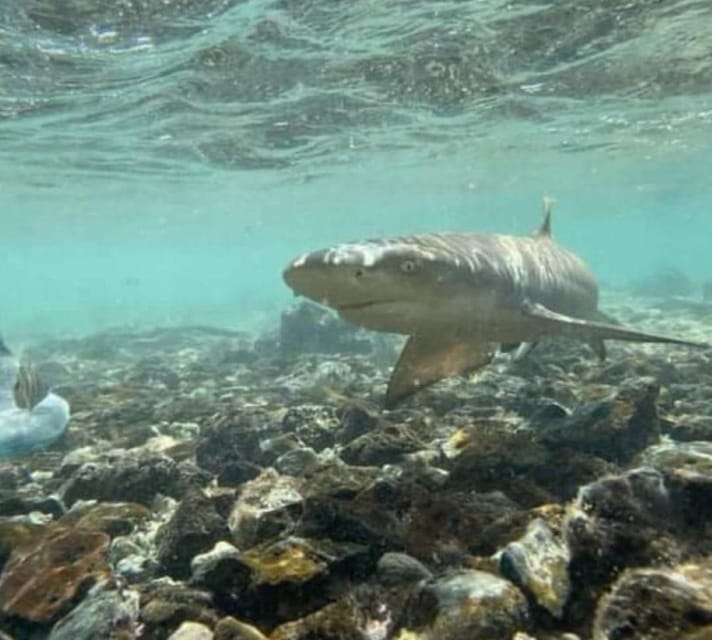 Sal Island Walk with lemon sharks (Finnish guide) GetYourGuide
