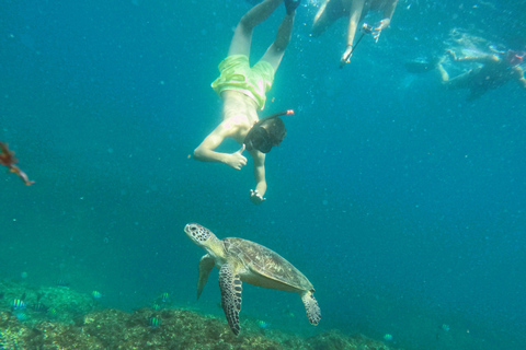 Depuis Abu Dhabi : Plongée en apnée avec des tortues à Fujairah avec barbecue