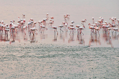 Nairobi: Lake Nakuru National Park and Lake Naivasha Tour
