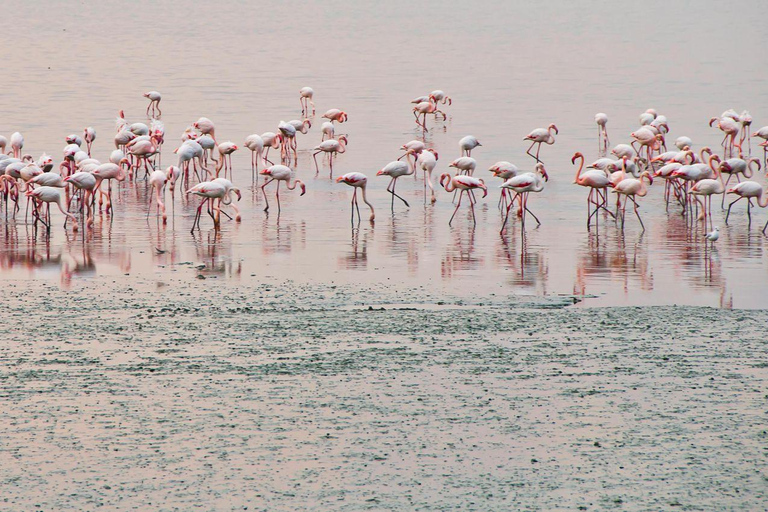 Nairobi: Lake Nakuru National Park and Lake Naivasha Tour