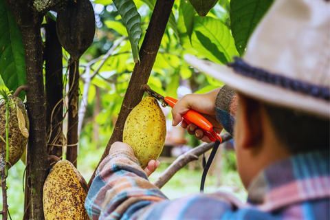 Expeditie Inheemse en voorouderlijke paden in Minca + watervallen + cacao