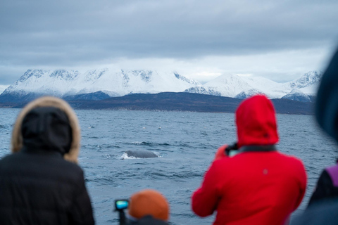 Tromsø: Responsible Whale Watching Cruise Aboard MS Alba