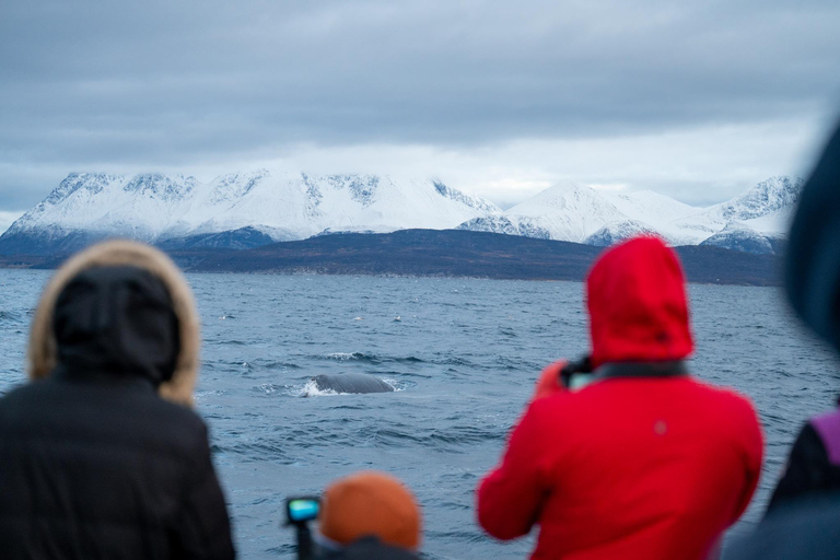 Tromsø: Responsible Whale Watching Cruise Aboard MS Alba