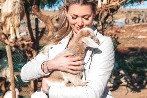 Agadir: Discover Argan Tree-Climbing Goats on a Morning Tour Pickup From Tamraght & Taghazout