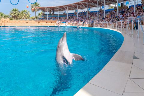 From Side/Alanya: Sealanya Dolphin Show with Hotel Transfers