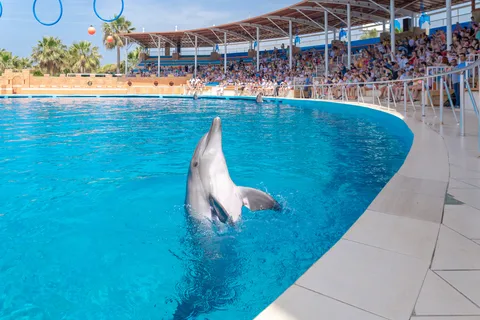 From City Side/Alanya: Sealanya Dolphin Show With Transfers