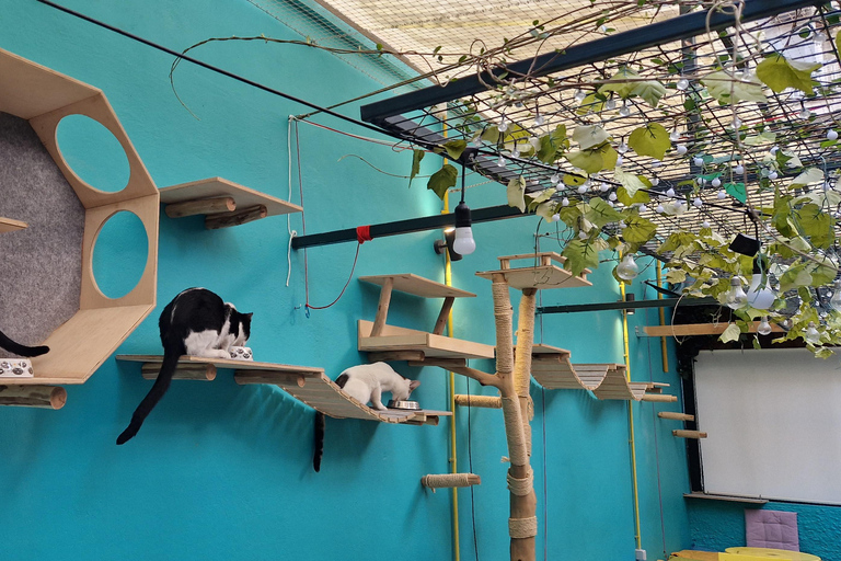 Atenas: visita a um café com gatos, com bebida e doceAtenas: Visita ao Cat Cafe com Drink and Sweet
