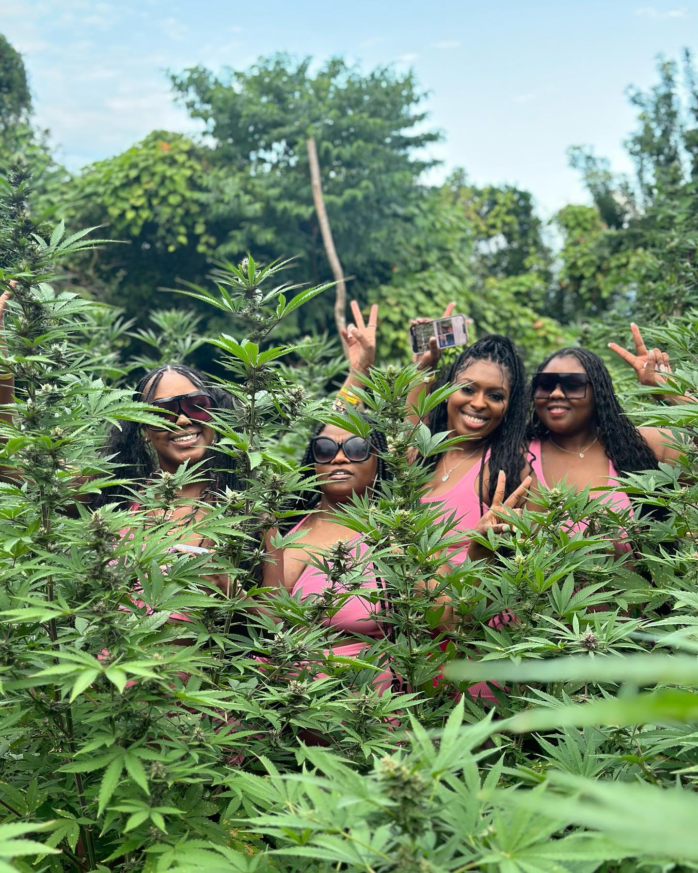 Montego Bay Marihuana Farm Tour