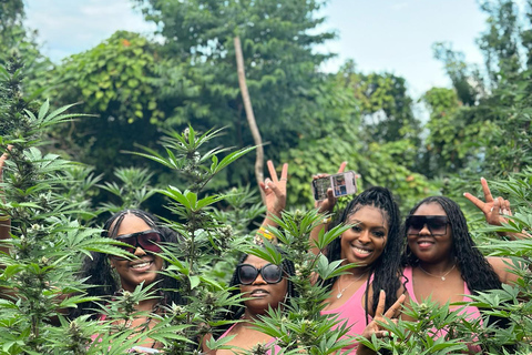 Visite d&#039;une ferme de marijuanaDe Falmouth/ Trelawny