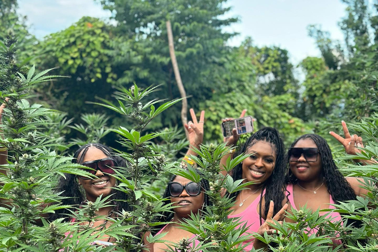 Visite d&#039;une ferme de marijuanaDe Falmouth/ Trelawny