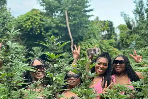 Montego Bay Marijuana Farm Tour