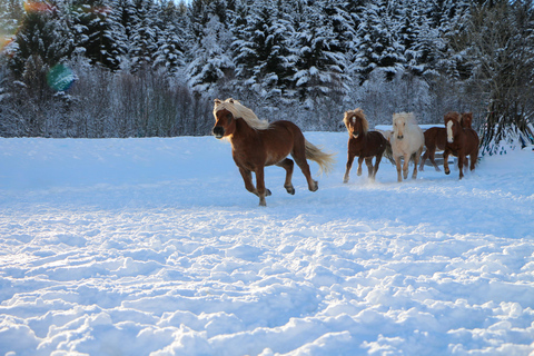 Tromsø: Visita a la Yeguada Lyngen