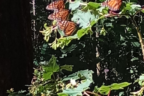 Mexico : visite du sanctuaire des papillons monarques avec transfert