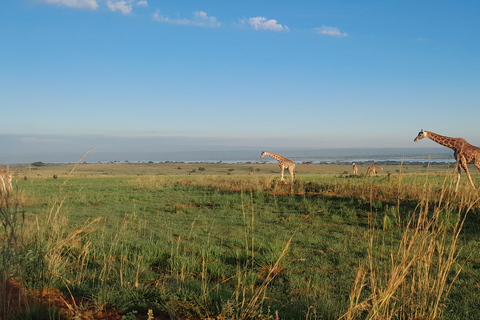 恩德培/坎帕拉：默奇森瀑布和齐瓦犀牛两日游