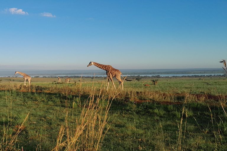 恩德培/坎帕拉：默奇森瀑布和齐瓦犀牛两日游