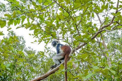 Jozani Forest & Turquoise Waters Turtle Swim at Salaam Cave TOUR WITHOUT HOTEL PICKUP AND DROP OFF
